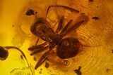 Fossil Spider Exuviae, Ant, Mite and Springtail in Baltic Amber #150764-2